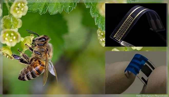 Sensor usa molécula do ferrão de abelha para detectar bactérias em alimentos e bebidas