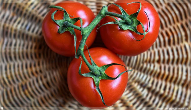 Pesquisa utiliza casca de tomate para produzir embalagem antioxidante